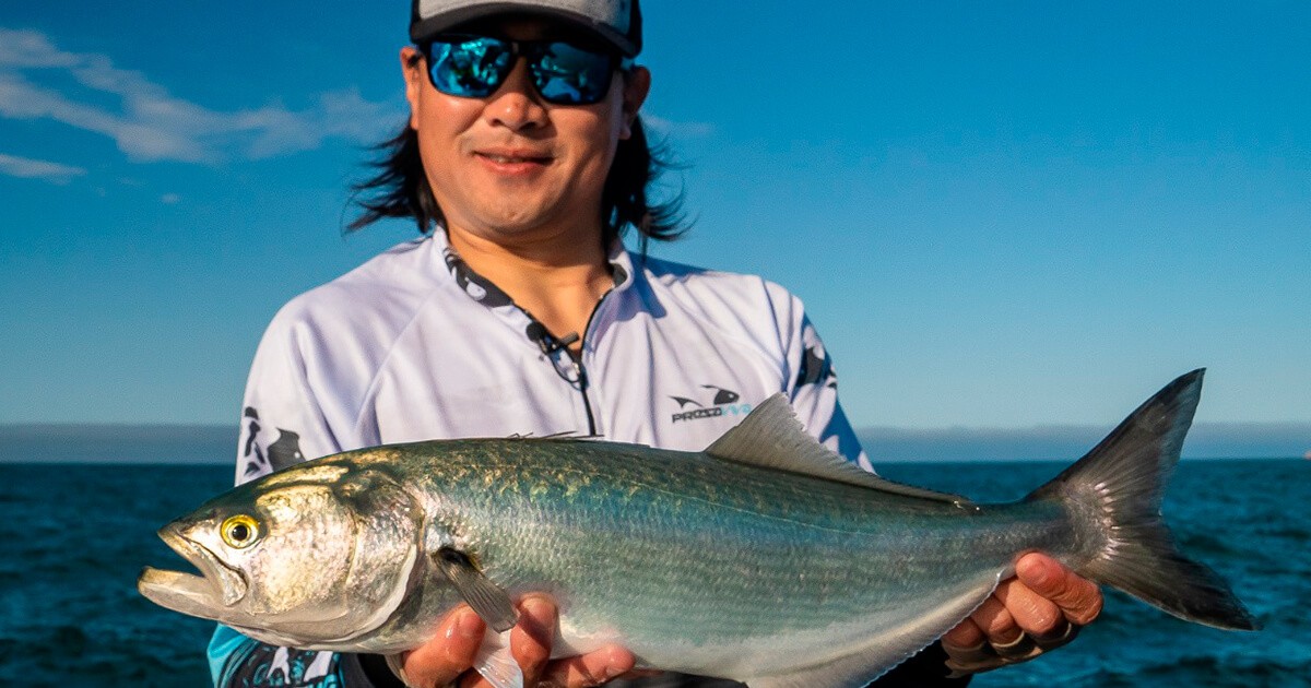 Pescaria de anchovas Lawrence Ikeda dá dicas