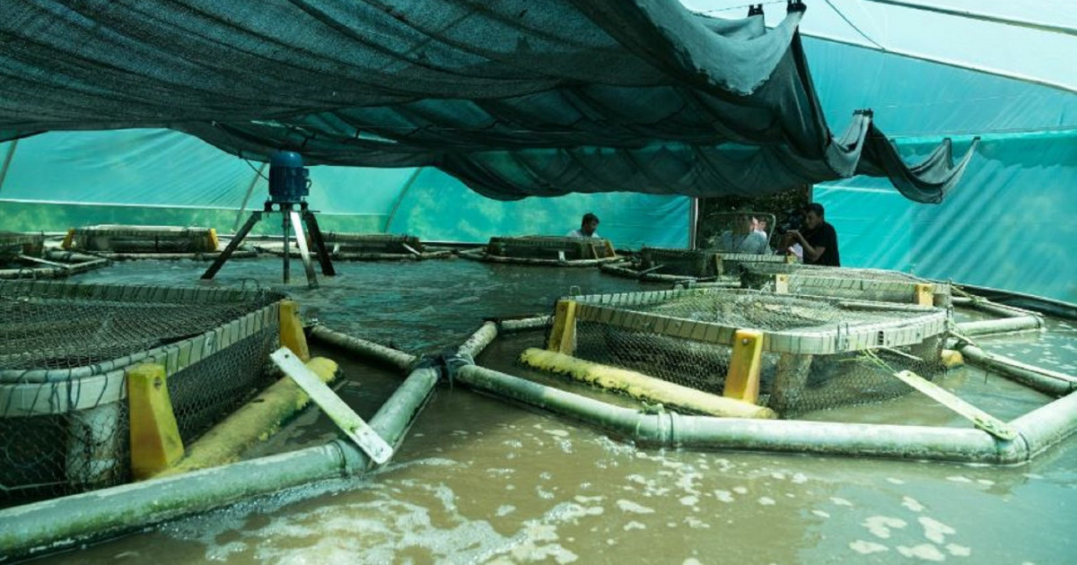 Produ O De Peixes Em Sistema De Bioflocos Gera Parceria Entre Itaipu E