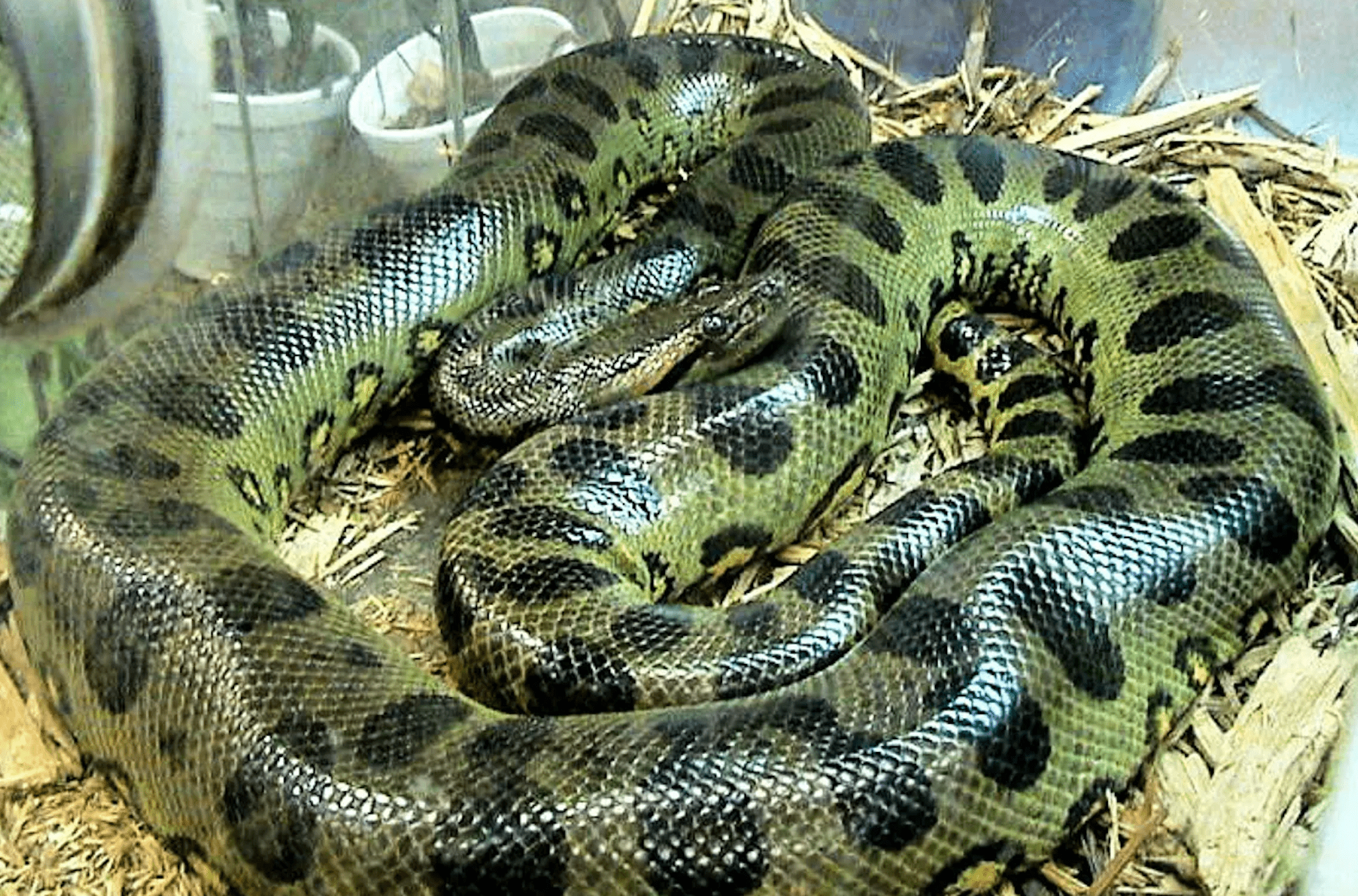 Três novas espécies de cobras são encontradas em cemitério no Equador