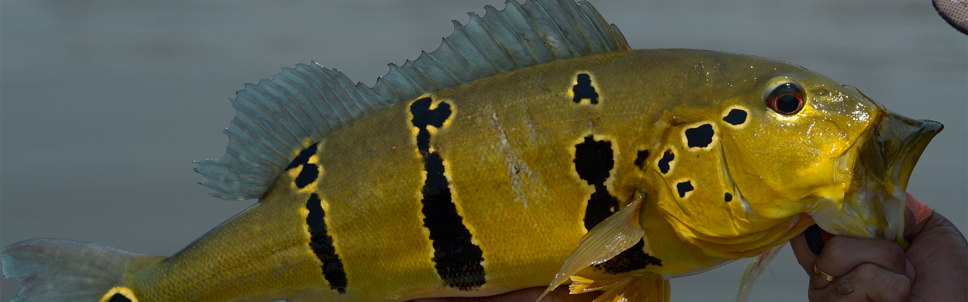 Não curte a folia do carnaval? Então, bora pescar!. Foto: Fish TV.