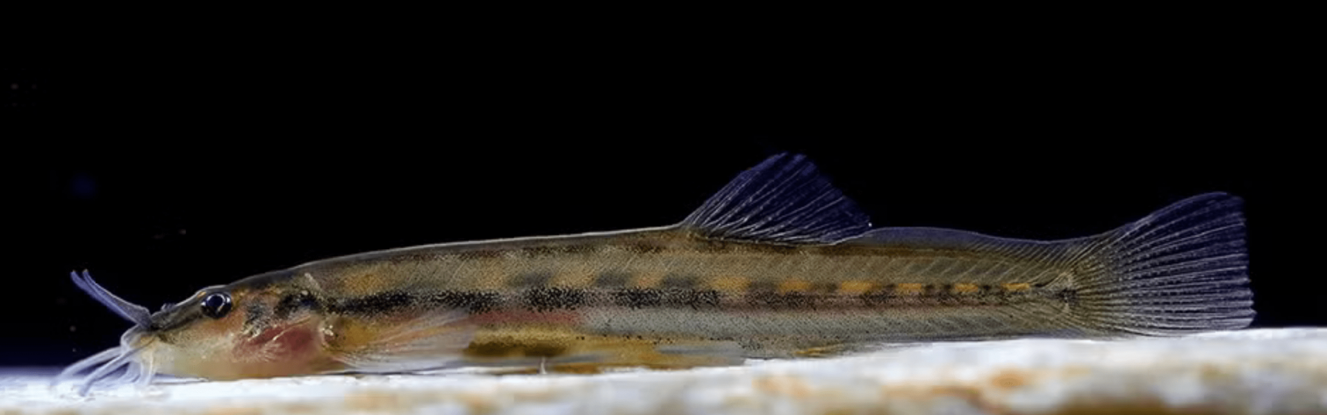 Nova espécie de bagre Cambeva é identificada em riachos de Minas Gerais. Foto: Axel Katz.