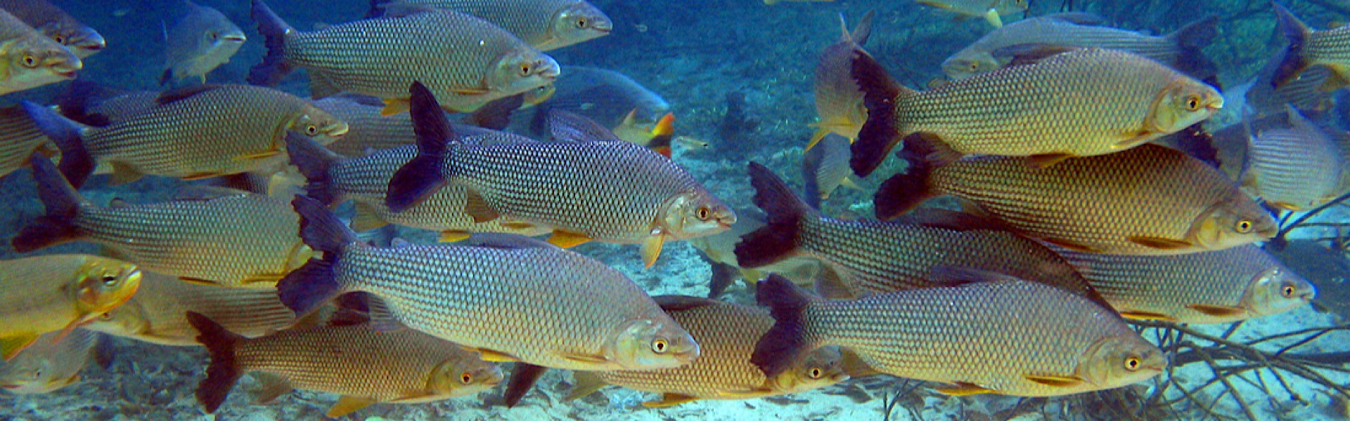 Peixes que estavam morrendo sem oxigênio são realocados em MS