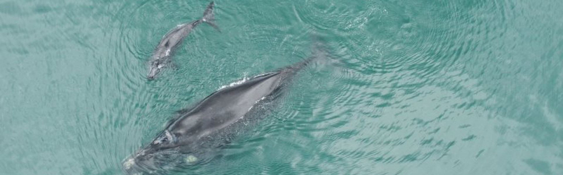 Baleias raras ficam presas em rede de pesca na Bahia e precisam ser resgatadas