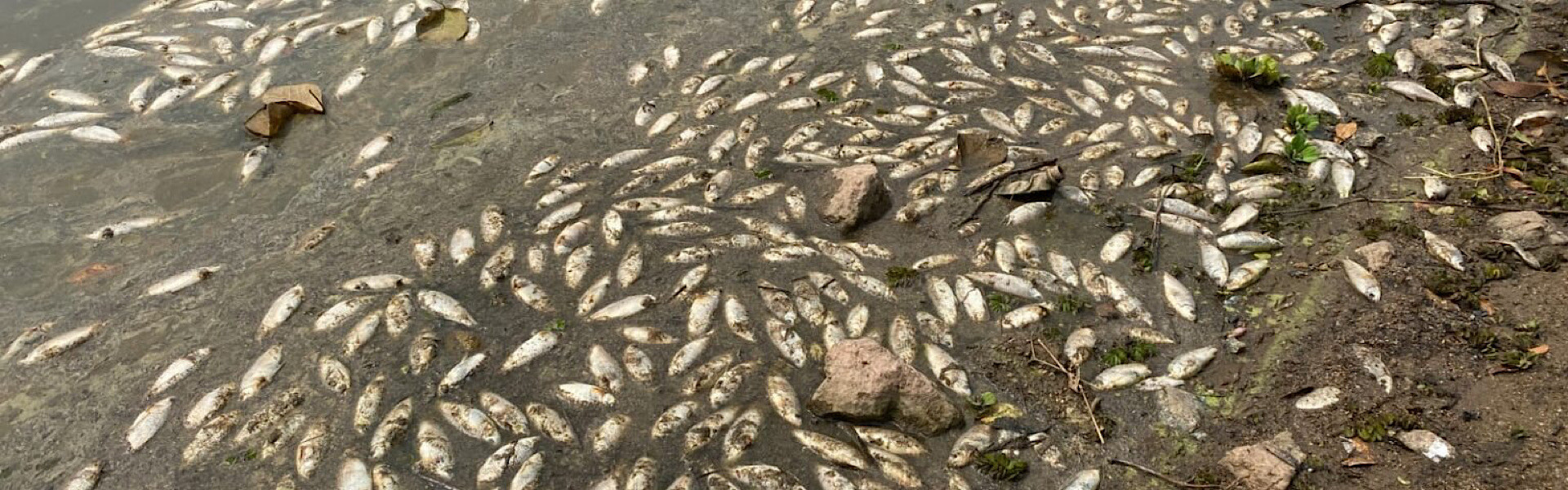 Peixes aparecem mortos na Represa Billings, em São Paulo. Foto: Marcinho Santos / VIVA ABC.