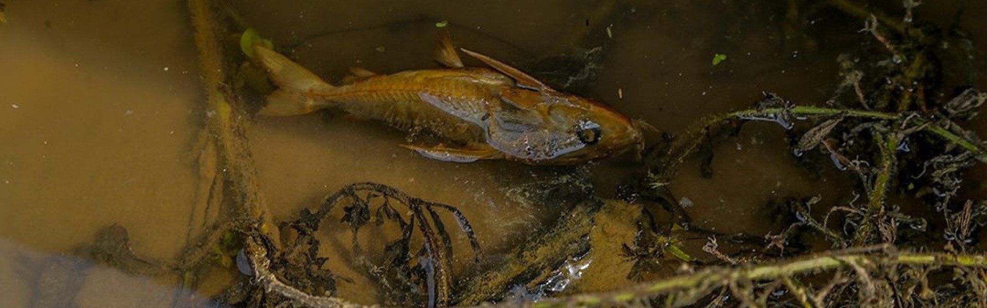 Mortandade de peixes no Rio Acre intriga moradores da capital. Foto: Val Fernandes / Assecom