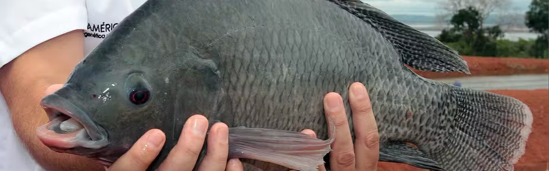 Brasil atinge marca histórica de quase 1 milhão de toneladas na produção de peixes de cultivo. Foto- Divulgação/Fernando Alves/Governo do Tocantins.