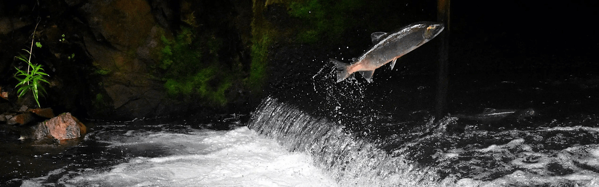 Piracema chegando! Fique atento às leis e datas da sua região e respeite o período de reprodução! Foto: Drew Farwell