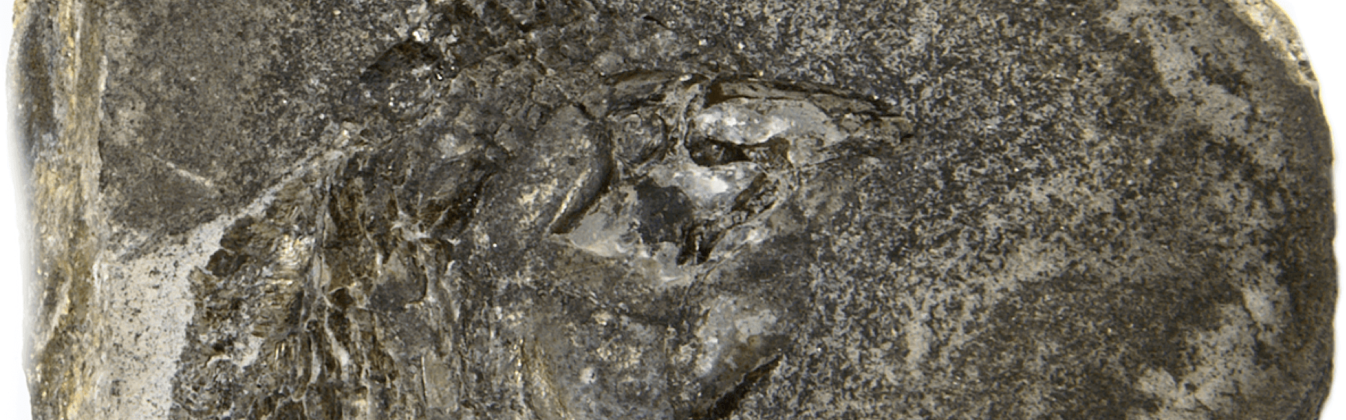Fósseis de peixes de 290 milhões de anos são encontrados com extremo grau de preservação do cérebro