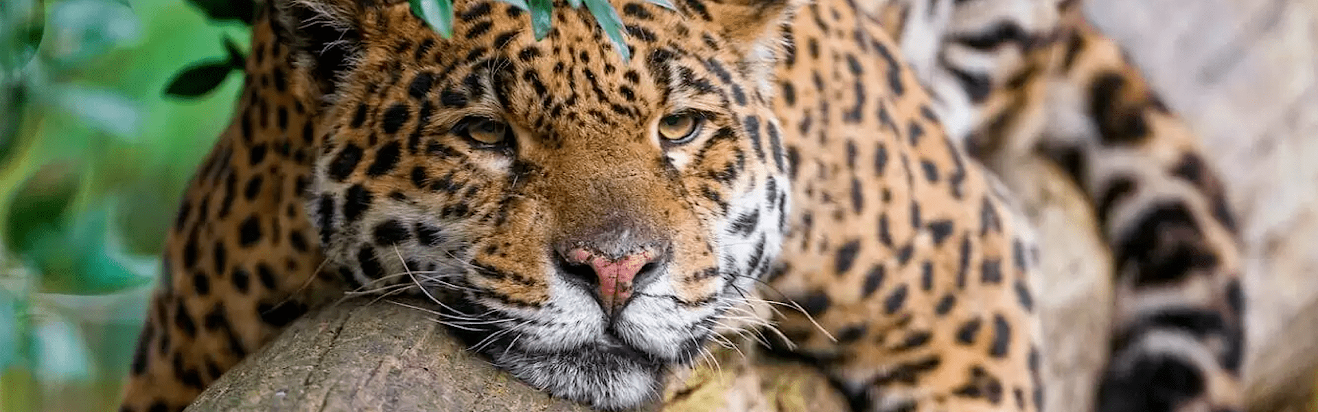 Queimadas no Pantanal: como está o ecoturismo na região? (Foto: Portal Turismo de Natureza)