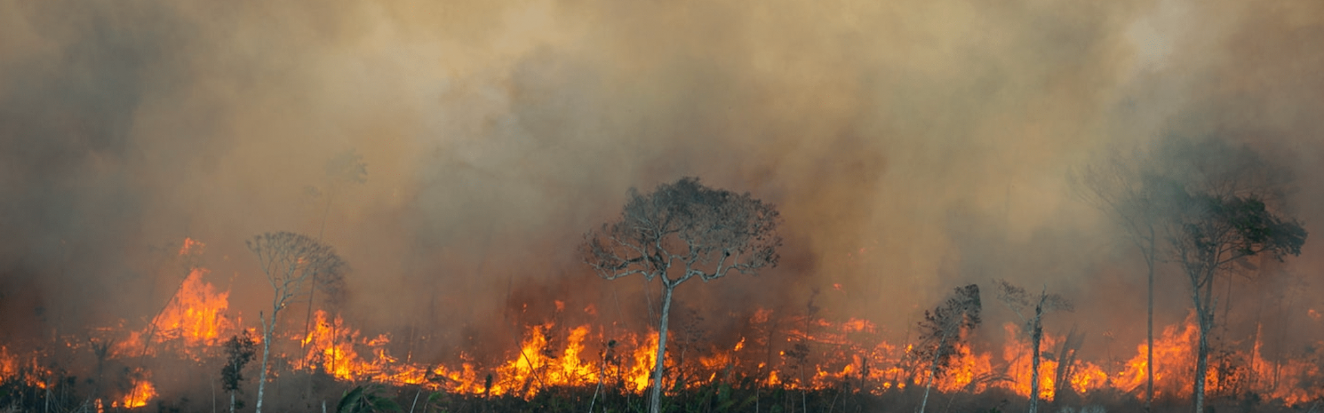 Amazônia: mancha de fogo de 500km de extensão e 400km de largura toma conta do bioma