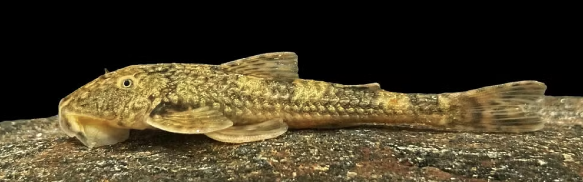 Duas novas espécies de peixe descobertas no Rio Sapucaí: os cascudos da Serra da Mantiqueira. Foto: Pedro Uzeda.