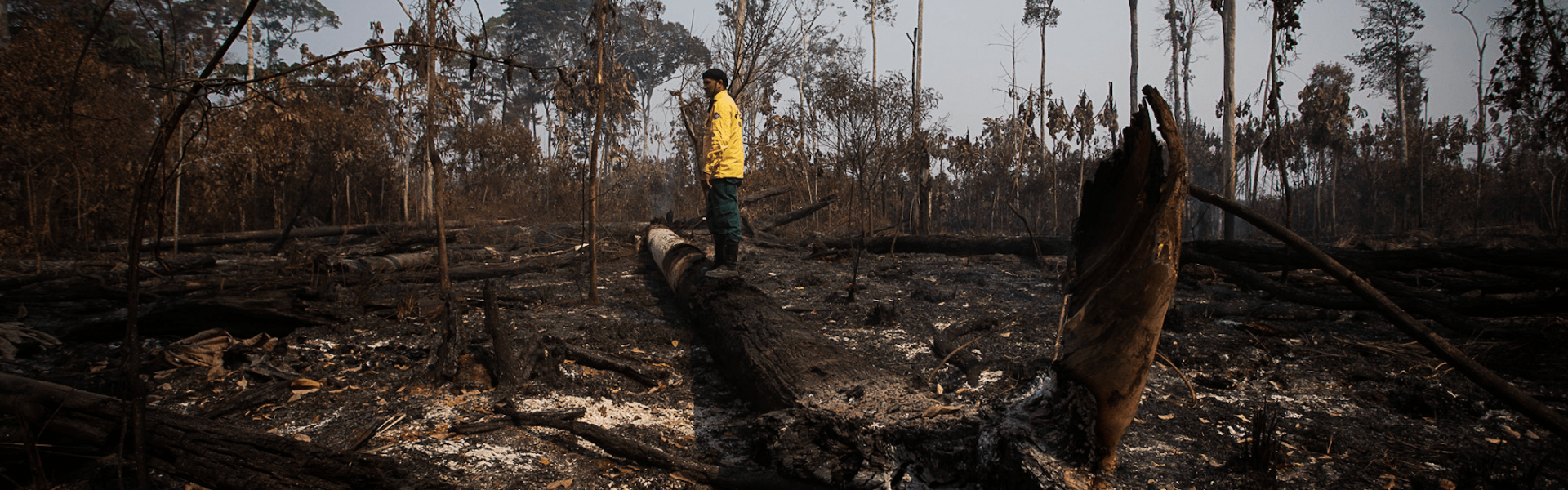 Queimadas e desmatamento: as ações prometidas para a Amazônia em 2025 para frear desastres. Foto: a imagem foi originalmente postada no Flickr pela Agência Amazônia Real em https-//flickr.com/photos/135932571@N06/50223694778. Foi revisado em 10 de feverei