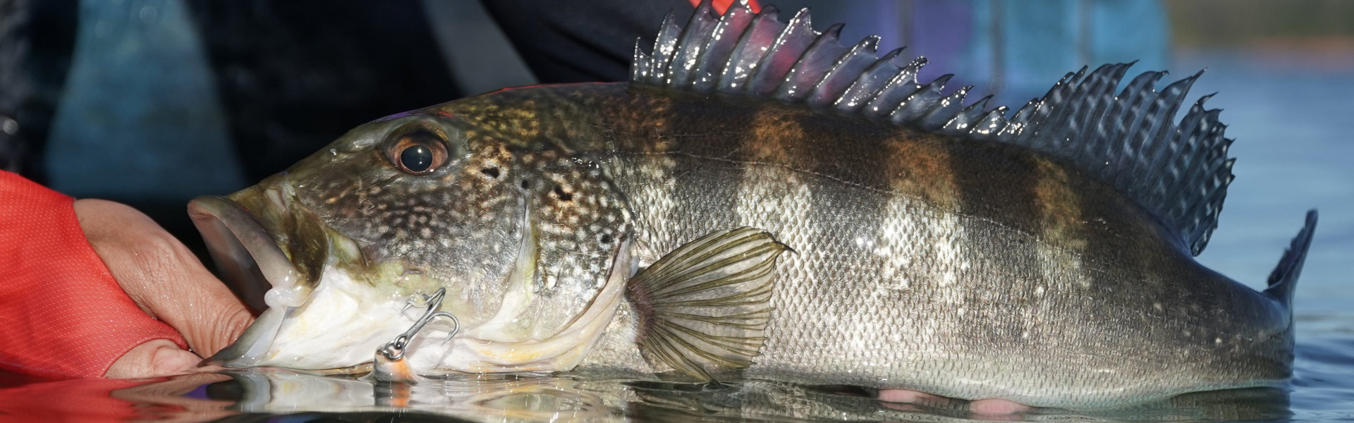 O papel da pesca esportiva no turismo verde e sustentável. Foto: Fish TV.