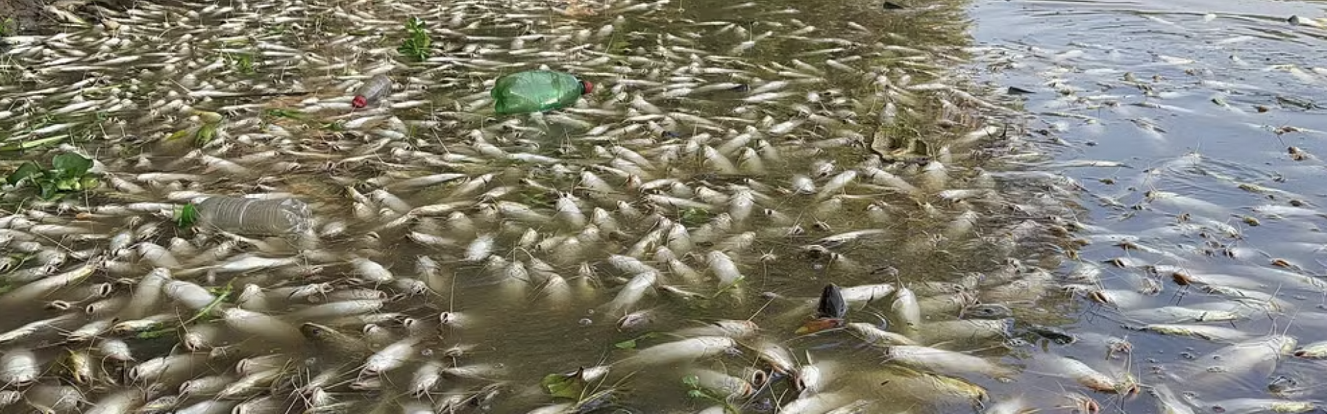 Rio Piracicaba: despejo irregular de resíduos industriais causa mortandade de peixes