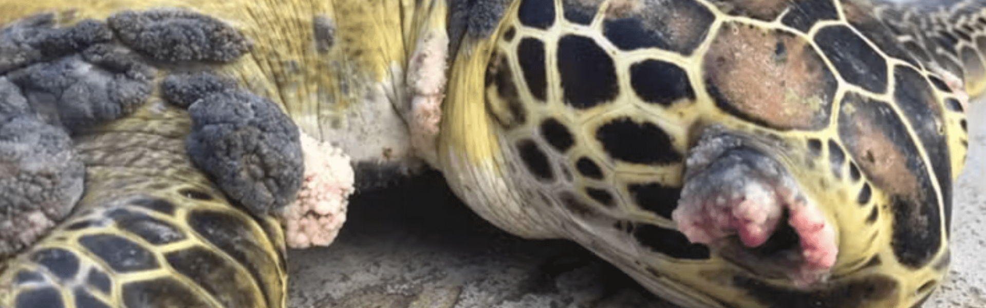 Peixes e tartarugas com úlceras e conjuntivite: o que pescadores estão encontrando no ES?