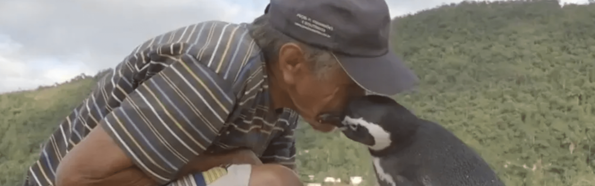 “Meu Amigo Pinguim”: amizade entre pescador brasileiro e pinguim vira filme. Foto: Reprodução / Grupo Globo.