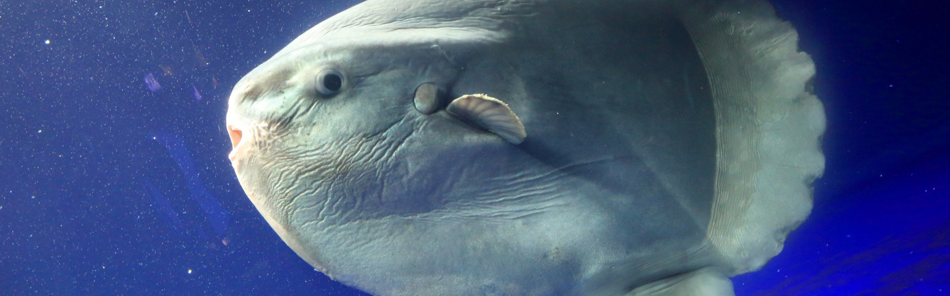 Peixe-lua, um dos maiores do mundo, é visto no litoral de São Paulo. Foto: Reprodução / Info Escola (Imagem Ilustrativa).