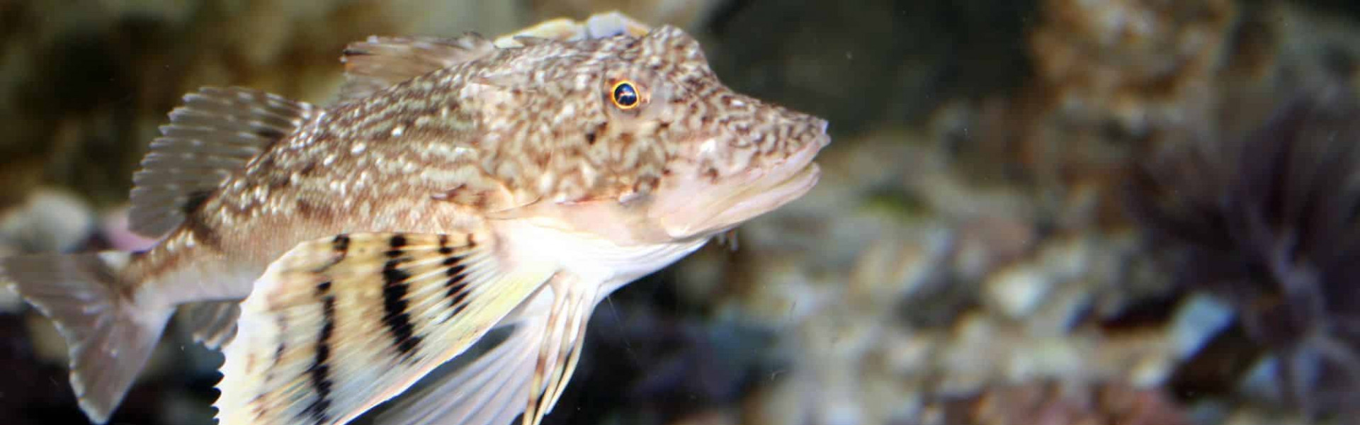 Corpo de peixe, asas de pássaro e patas de caranguejo. Que espécie é essa?. Foto: Shutterstock.