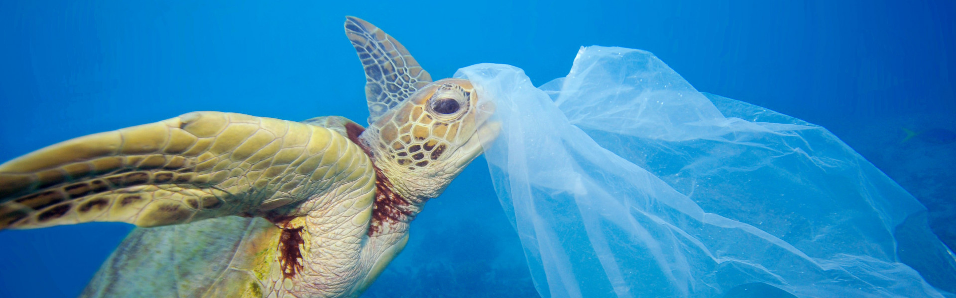 Oceanos têm mais de 170 trilhões de partículas de plástico; 90% são transportadas pelos rios. Foto: Troy Mayne (WWF)