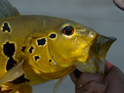 Pesca esportiva: uma ferramenta de educação ambiental e sustentabilidade