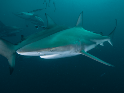 Tubarões em São Paulo? Mergulhadores encontram cardume gigante com 100 exemplares