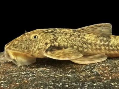 Duas novas espécies de peixe descobertas no Rio Sapucaí: os cascudos da Serra da Mantiqueira. Foto: Pedro Uzeda.