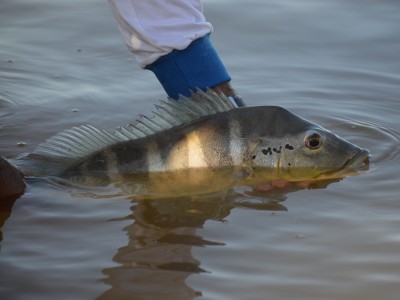 6º Torneio de Pesca Esportiva de Paranaíba acontece em setembro
