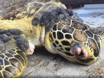 Peixes e tartarugas com úlceras e conjuntivite: o que pescadores estão encontrando no ES?