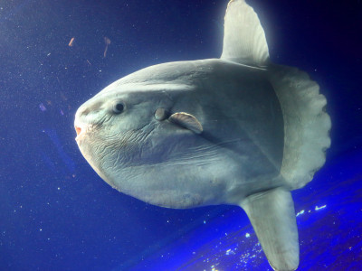 Peixe-lua, um dos maiores do mundo, é visto no litoral de São Paulo. Foto: Reprodução / Info Escola (Imagem Ilustrativa).