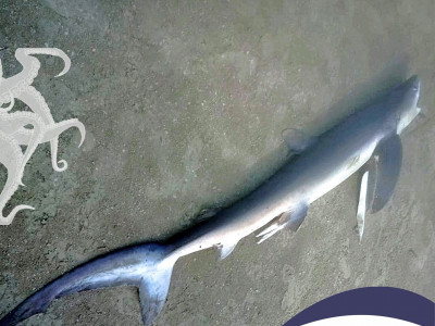 Tubarão-azul é encontrado no litoral paulista
