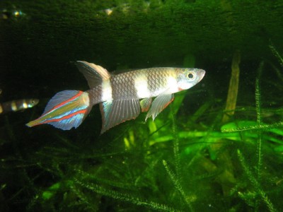 Conheça os peixes que vivem em poças d’água temporárias