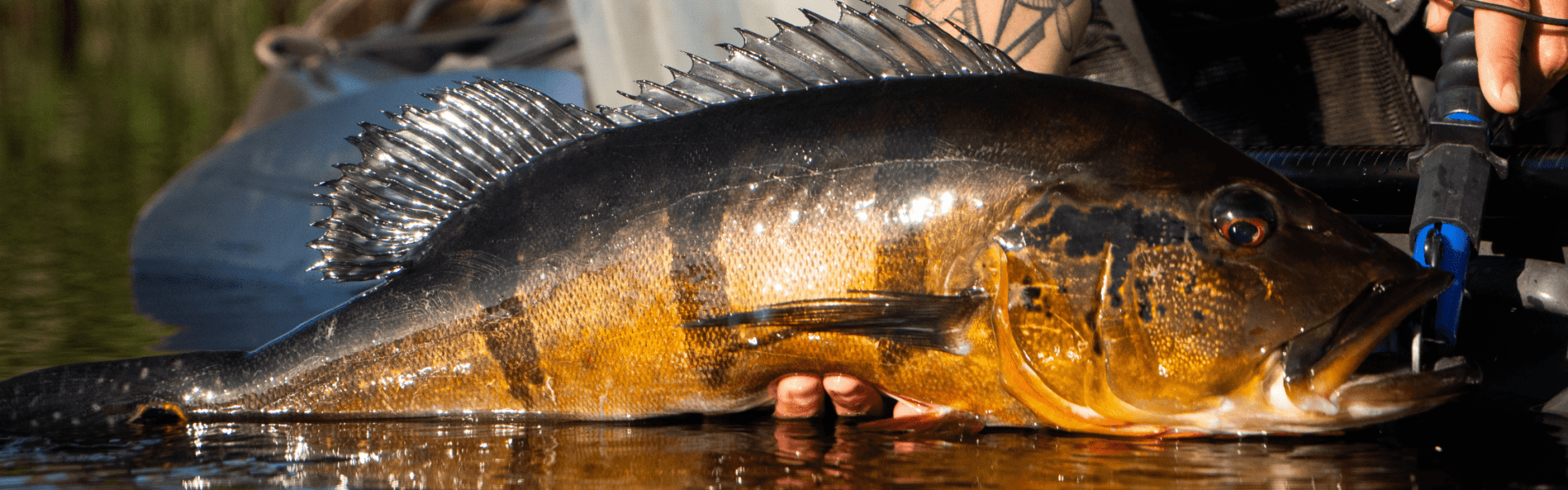 Piracema começa em algumas regiões do país: pesca amadora e profissional ficam proibidas