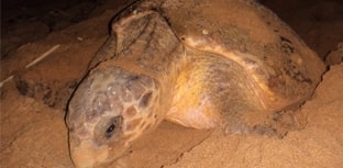 Tartaruga-cabeçuda bate recorde de fidelidade reprodutiva