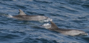 Pesquisa de golfinhos e baleias no RJ precisa de doações