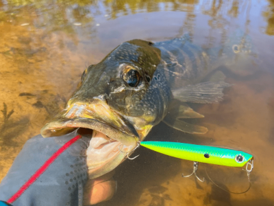 Explorando as técnicas, equipamentos e espécies de peixes envolvidas nessas modalidades.