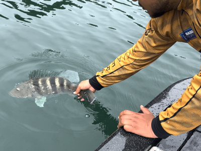 3º Festival de Pesca Esportiva de Aparecida do Taboado-MS é sucesso absoluto e movimenta a região