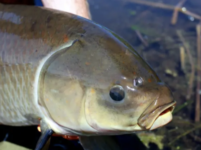 Peixe-búfalo-boca-grande: uma espécie centenária em risco