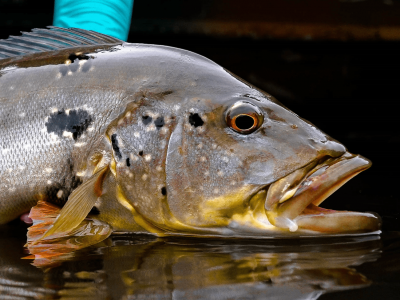 Pesca esportiva retorna à TV aberta após mais de 10 anos, com programas da Fish TV. Foto: Fish TV.