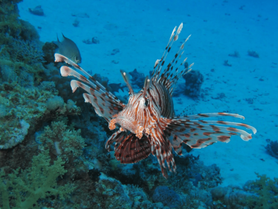 Peixe-leão é identificado pela primeira vez na Bahia e levanta alerta ambiental. Foto: Animalia / disponível sob a Licença Creative Commons Attribution-ShareAlike 3.0.