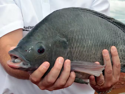 Brasil atinge marca histórica de quase 1 milhão de toneladas na produção de peixes de cultivo. Foto- Divulgação/Fernando Alves/Governo do Tocantins.