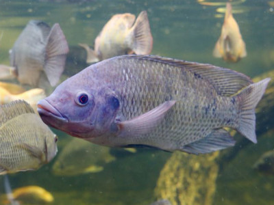 Tilápia no mar? De acordo com pesquisadores, peixe de água doce está se adaptando e se espalhando