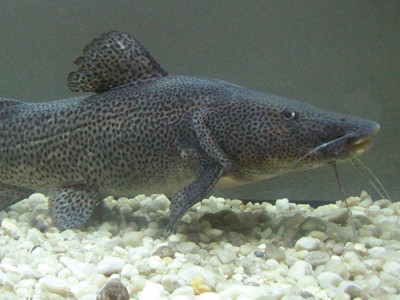 Monster Fish Aquarismo na Zona Norte - Guia de Assinantes