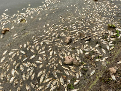 Peixes aparecem mortos na Represa Billings, em São Paulo. Foto: Marcinho Santos / VIVA ABC.