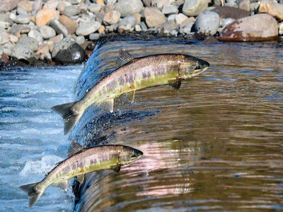 Durante Piracema, trabalhadores do turismo de pesca esportiva buscam alternativas