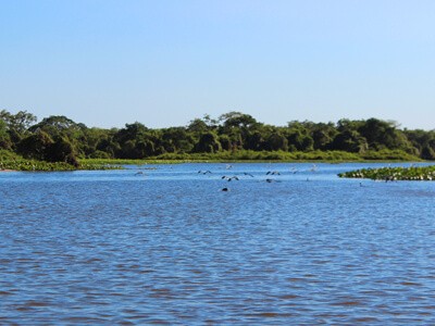 Pantanal: pesque em uma região cheia de aventura