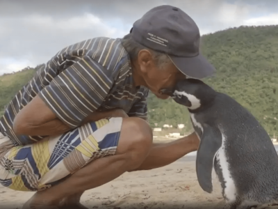 “Meu Amigo Pinguim”: amizade entre pescador brasileiro e pinguim vira filme. Foto: Reprodução / Grupo Globo.