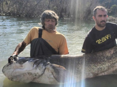 Uma foto vale mais que uma vida? Bagre gigante de 2,7m e 120kg morre com demora para soltura. Foto: Reprodução / JAM Press.