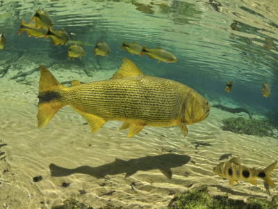 Pesquisa no MS quer provar escassez do dourado nos rios Paraguai e Paraná. Foto: Reprodução / Turismo MS.