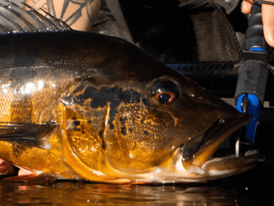 Piracema começa em algumas regiões do país: pesca amadora e profissional ficam proibidas