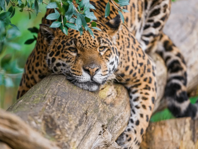 Queimadas no Pantanal: como está o ecoturismo na região? (Foto: Portal Turismo de Natureza)